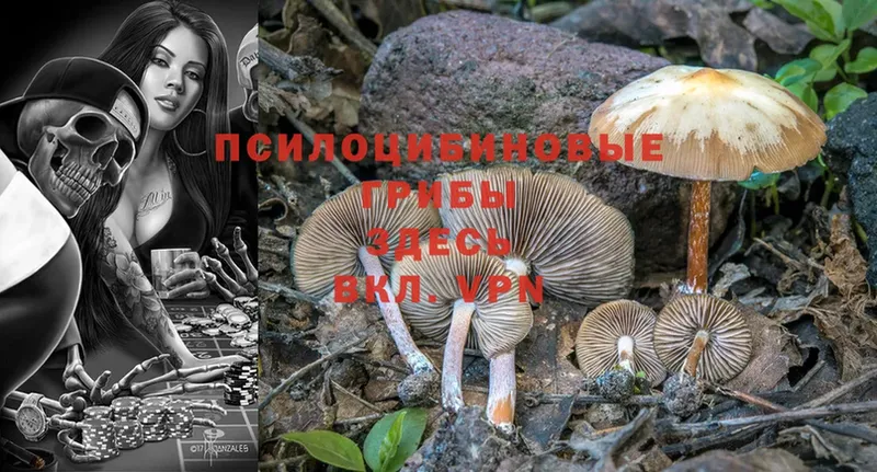 Псилоцибиновые грибы MAGIC MUSHROOMS  даркнет сайт  Гатчина 